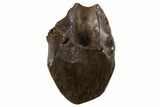 Fossil Dinosaur (Triceratops) Tooth Crown - Montana #341145-1